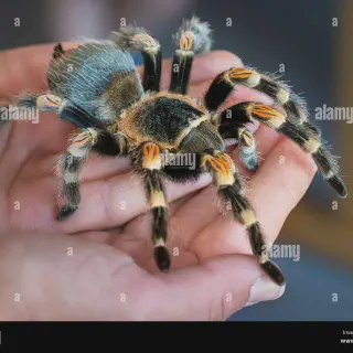 /img/23857-tarantula-in-nature.webp