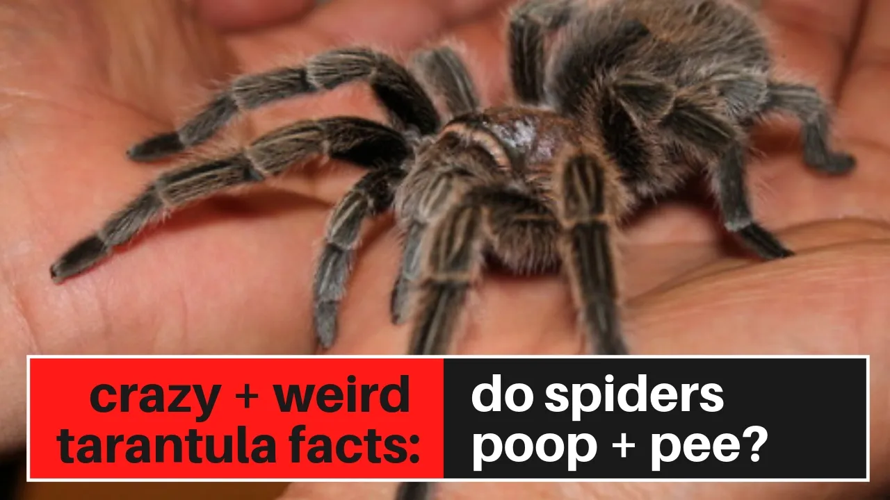 23857 tarantula poop overview