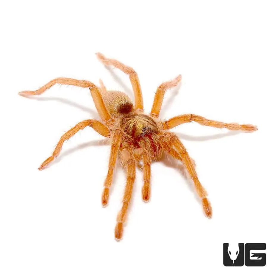 23861 ganjagold tarantula breeder