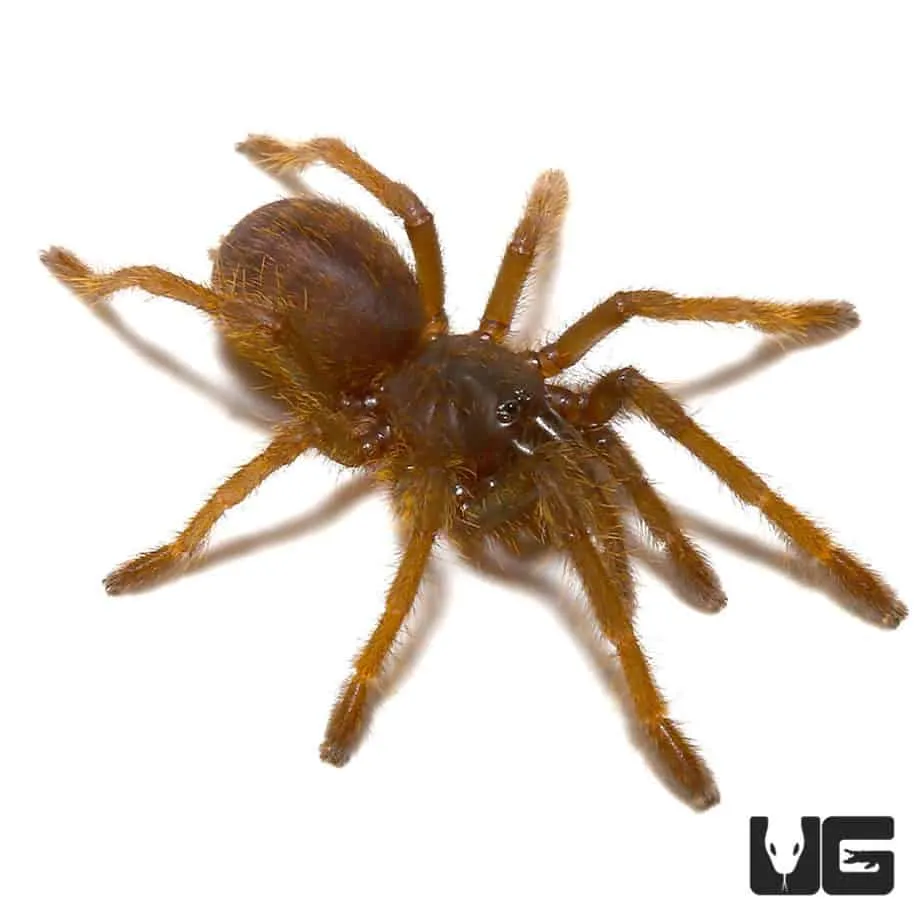 23861 ganjagold tarantula price range