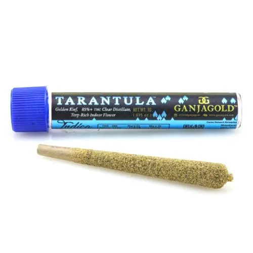 /img/23861-handling-ganjagold-tarantula.webp