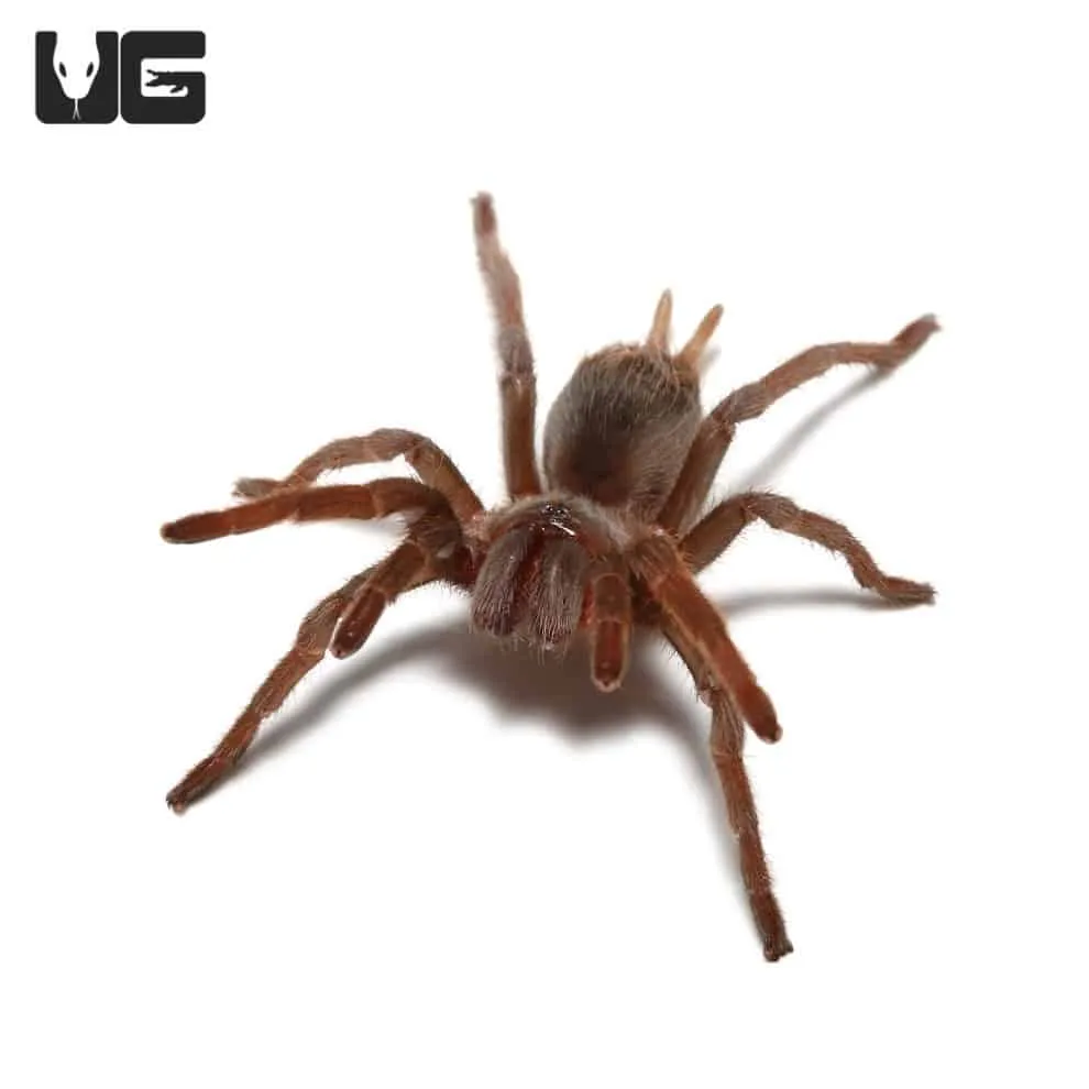 23861 identifying ganjagold tarantula