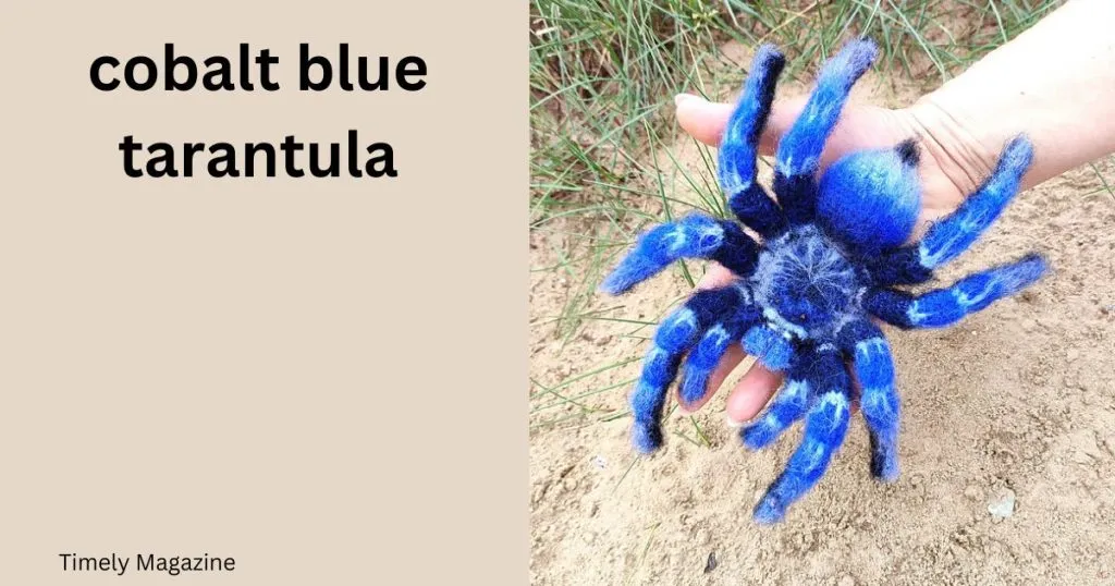 /img/23863-cobalt-blue-tarantula-handling-3.webp