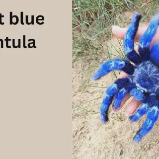 /img/23863-cobalt-blue-tarantula-handling-3.webp