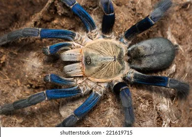 23863 cobalt blue tarantula molting