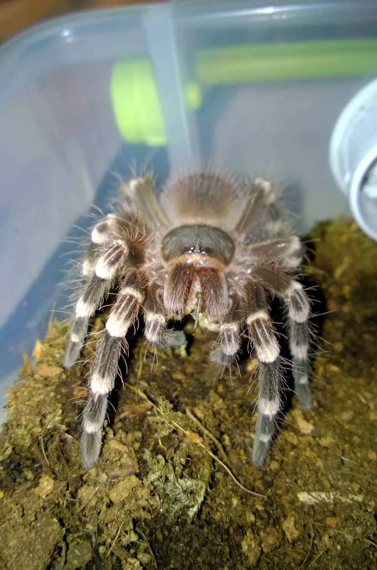 23865 tarantula eating cricket