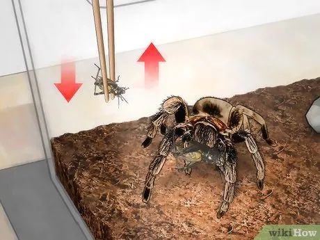 23865 tarantula feeding guide