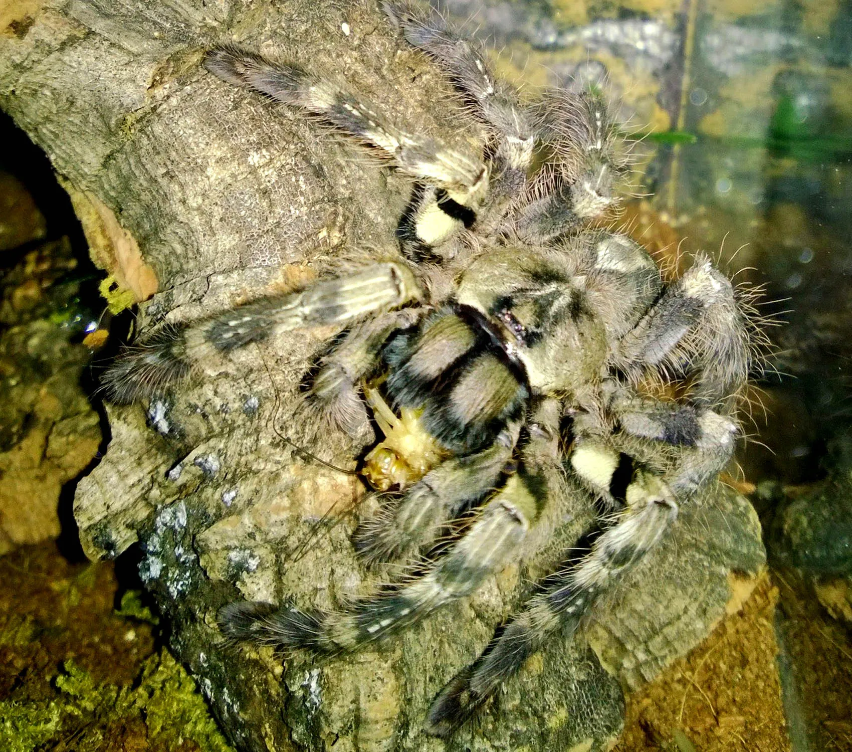 23865 tarantula feeding roaches