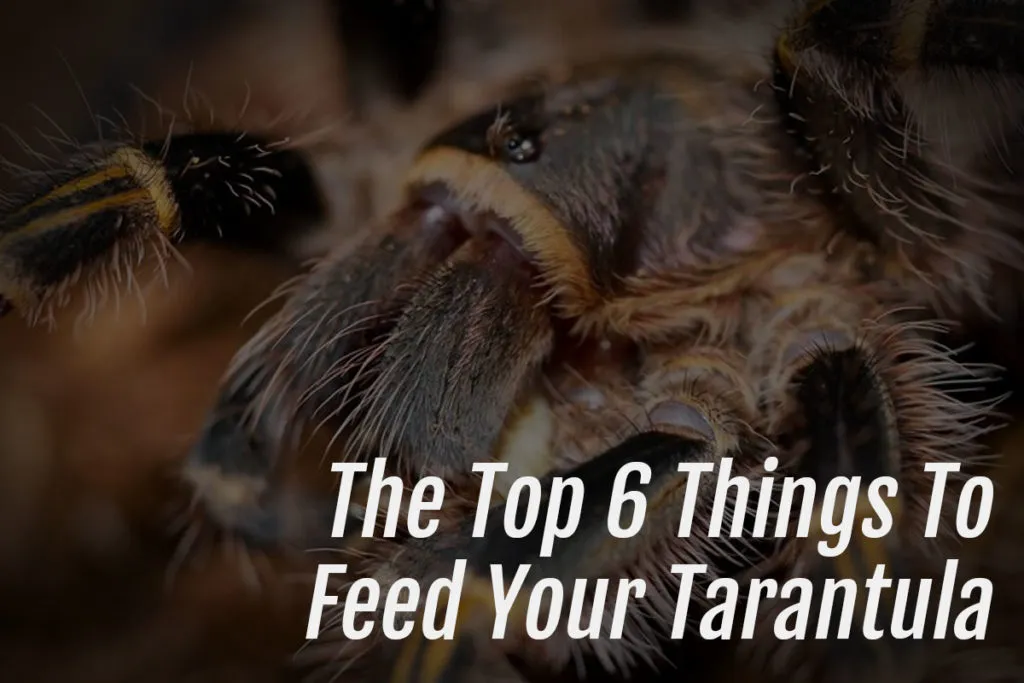 /img/23865-tarantula-handling.webp
