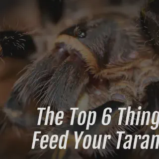 /img/23865-tarantula-handling.webp