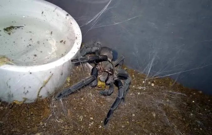 23865 tarantula mealworms