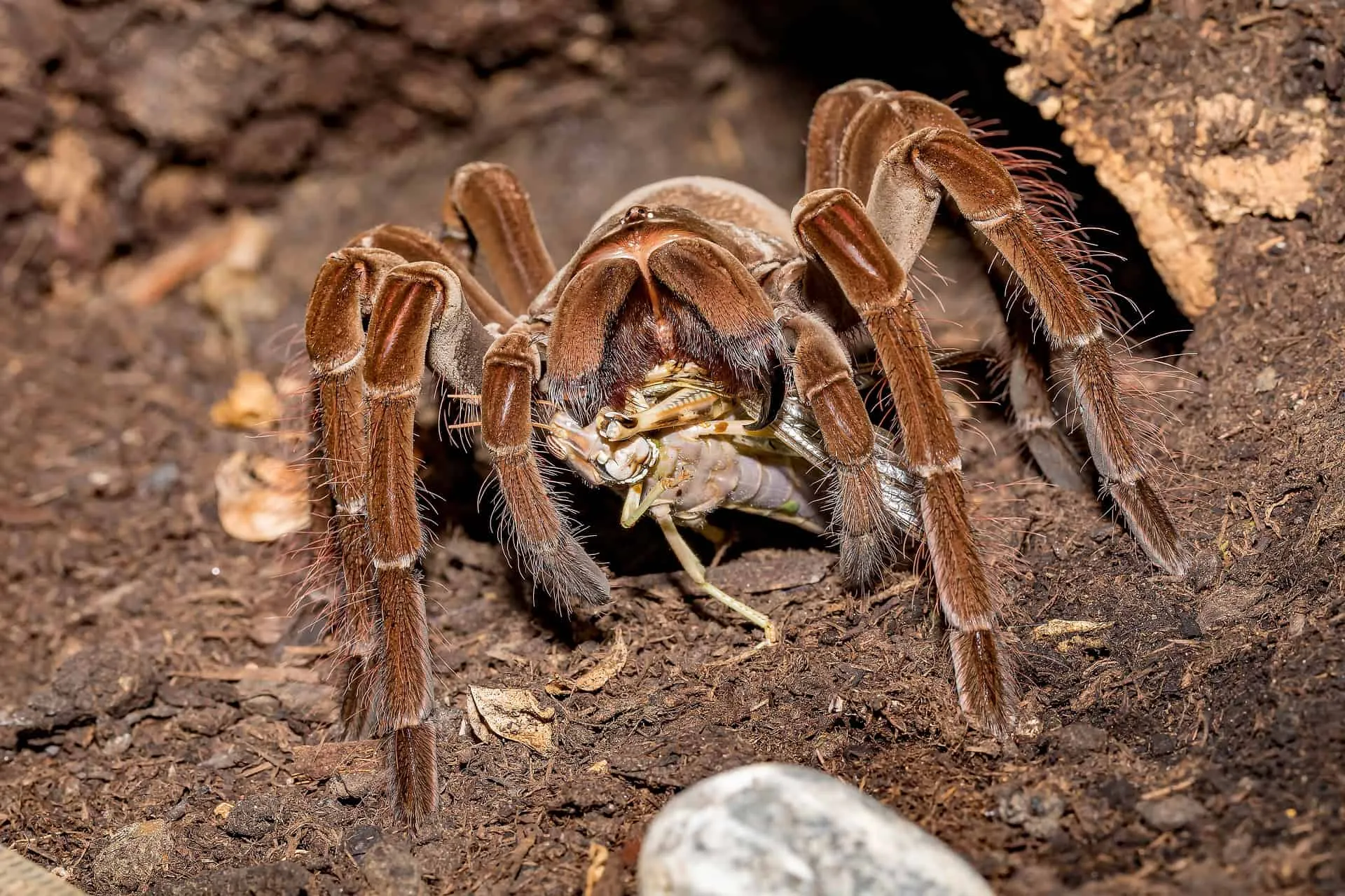 23871 mealworm tarantula