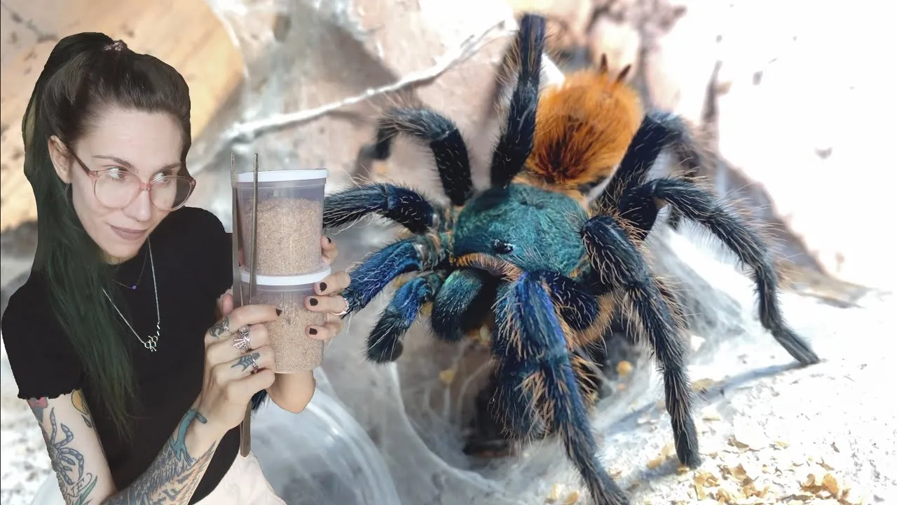 /img/23871-roach-tarantula.webp