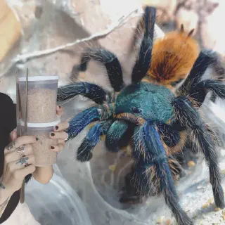 /img/23871-roach-tarantula.webp