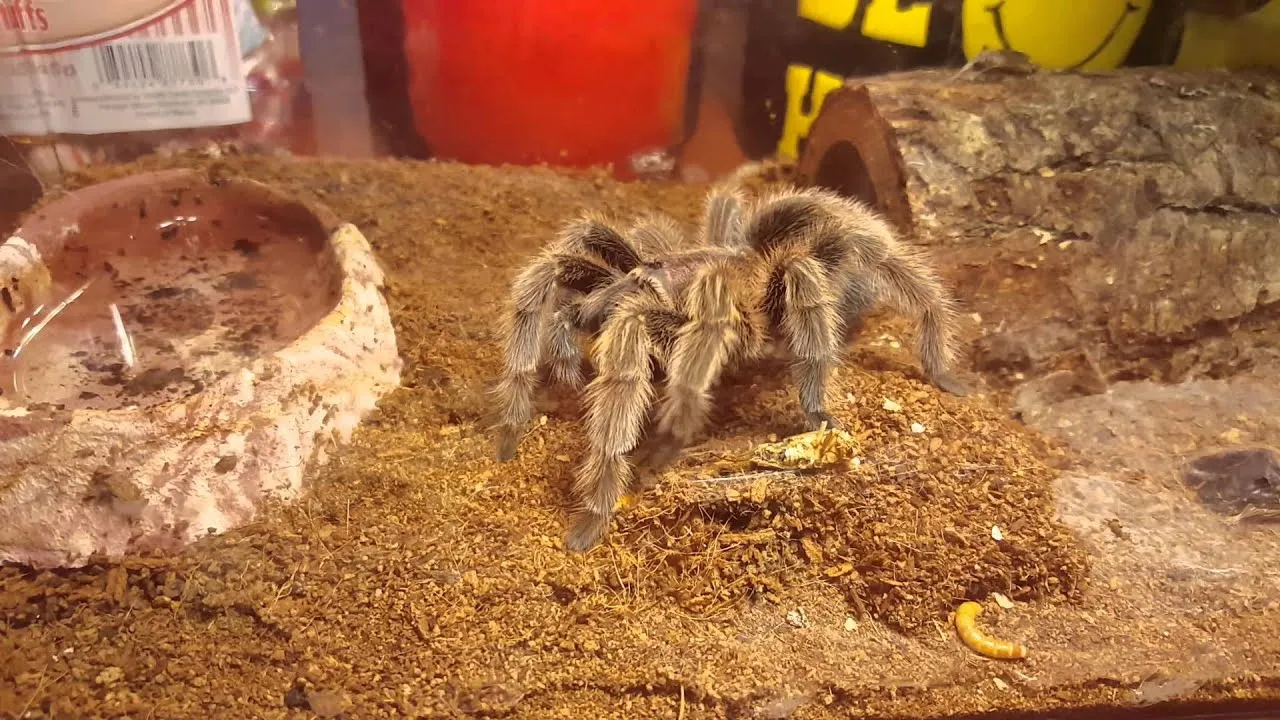 23871 tarantula habitat