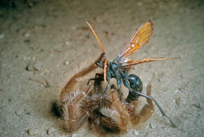 23876 tarantula hawk adult