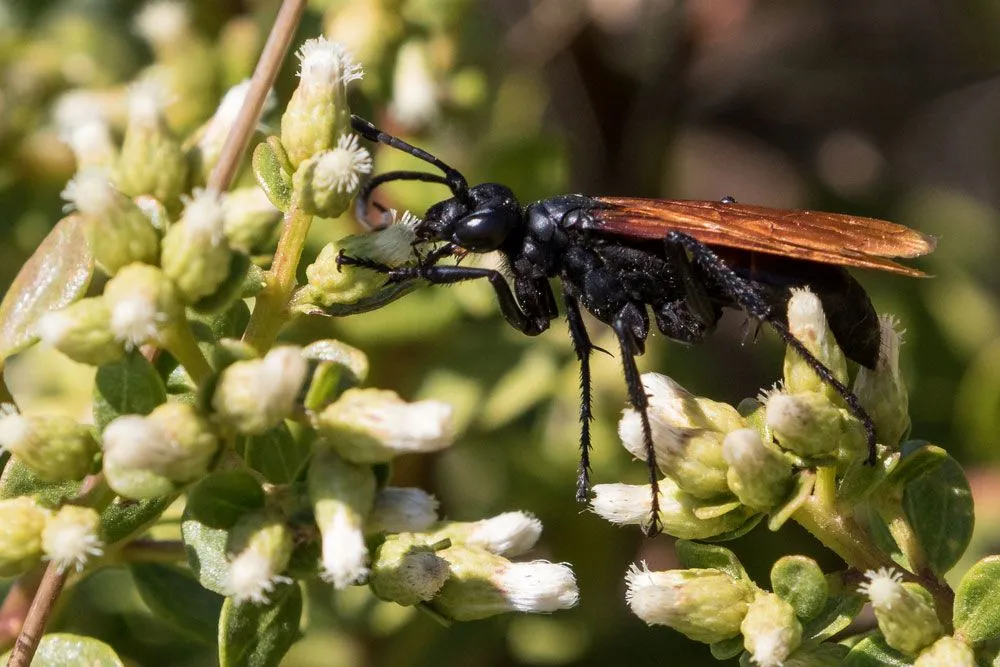 /img/23876-tarantula-hawk-conservation.webp