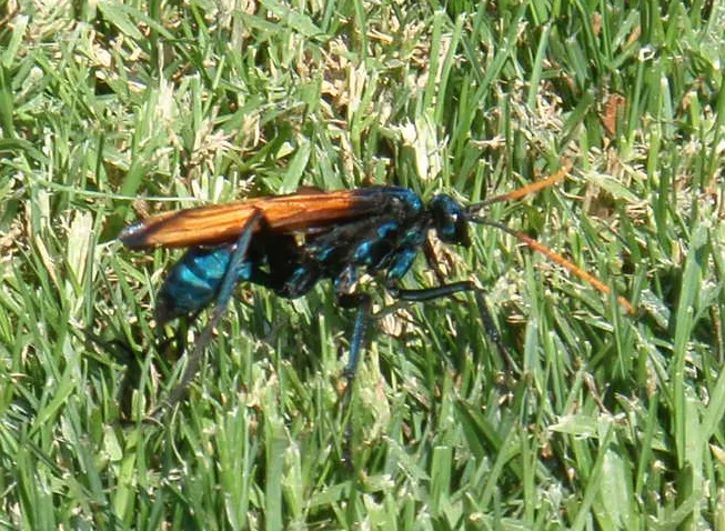 23876 tarantula hawk egg
