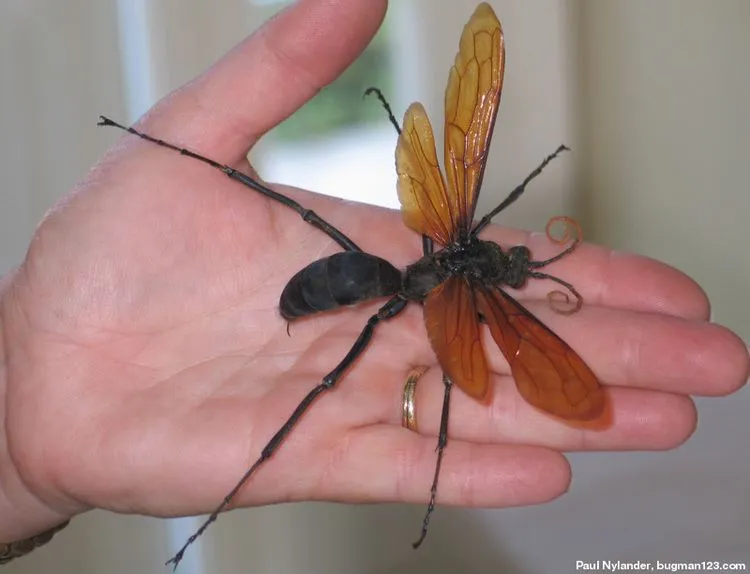 23876 tarantula hawk environment