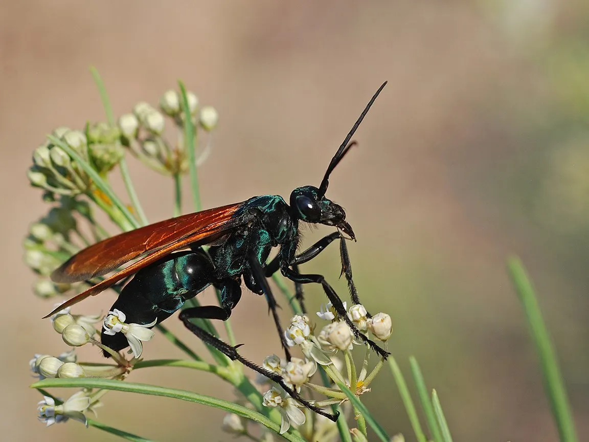 23876 tarantula hawk larva