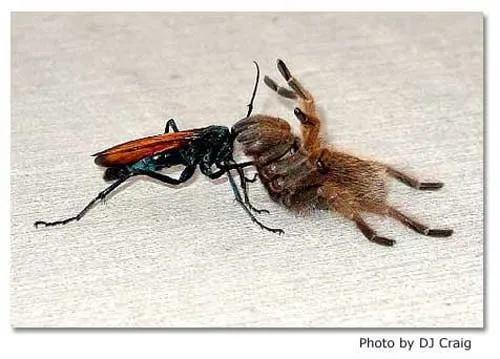 23876 tarantula hawk tarantula