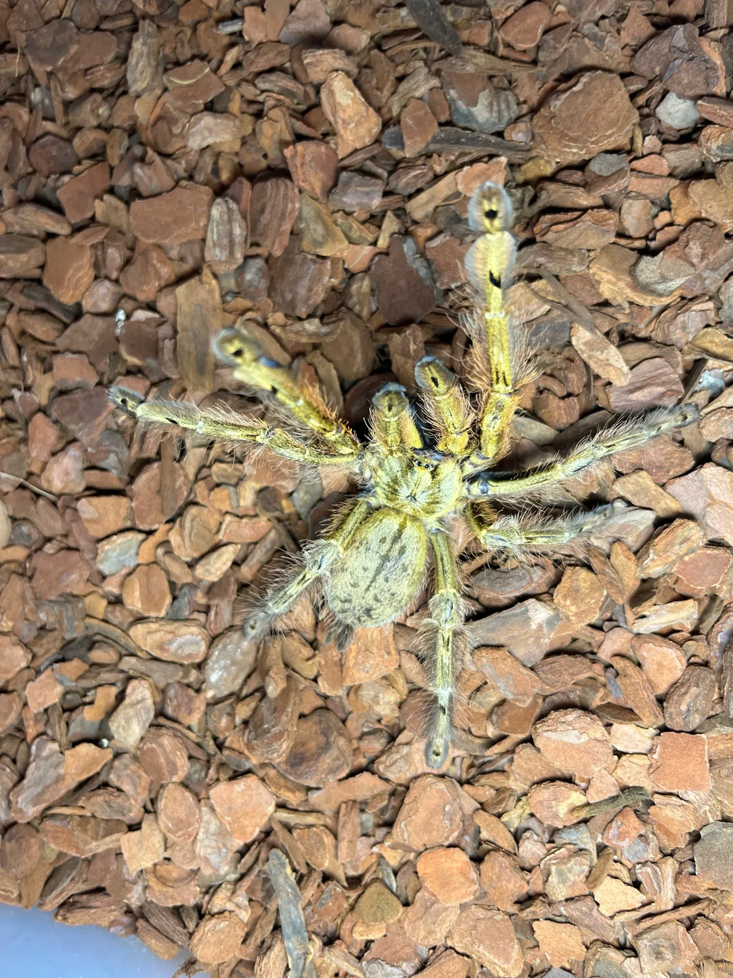23877 calceatum tarantula close up