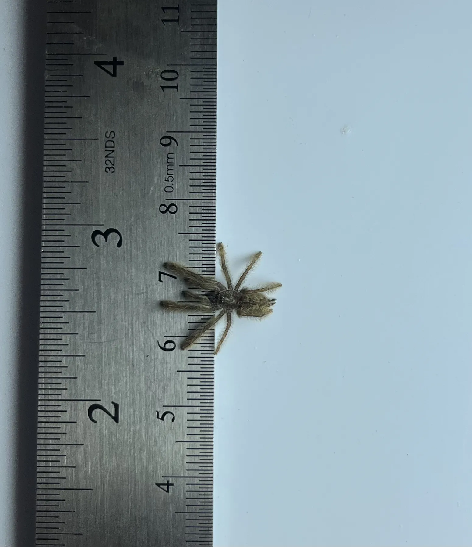 23877 calceatum tarantula feeding