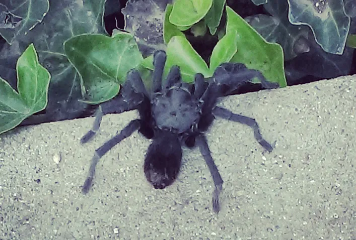 23877 calceatum tarantula handling