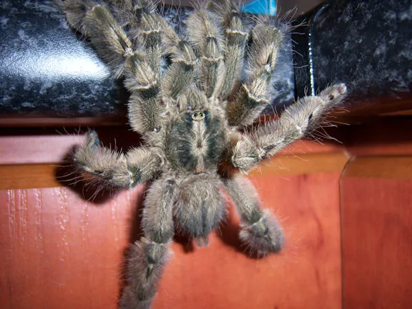 23877 calceatum tarantula molting