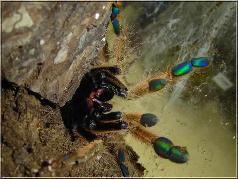 /img/23877-calceatum-tarantula-spiderling.webp
