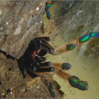 /img/23877-calceatum-tarantula-spiderling.webp