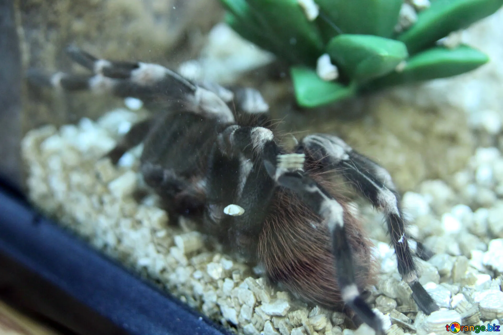 /img/23878-tarantula-decorations.webp