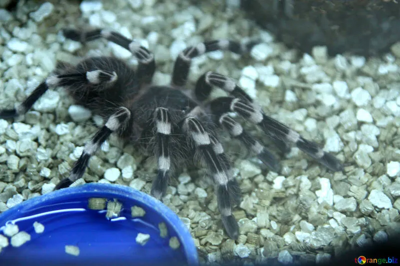 23878 tarantula heating