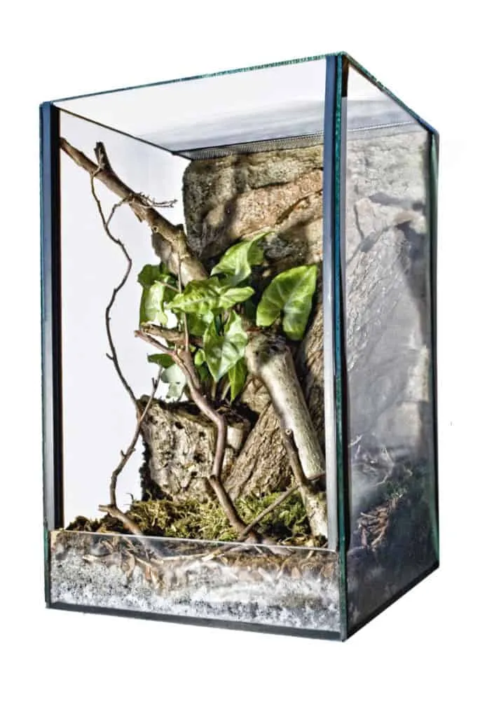 23878 tarantula substrate selection