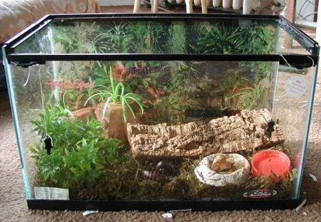 23878 tarantula water dish