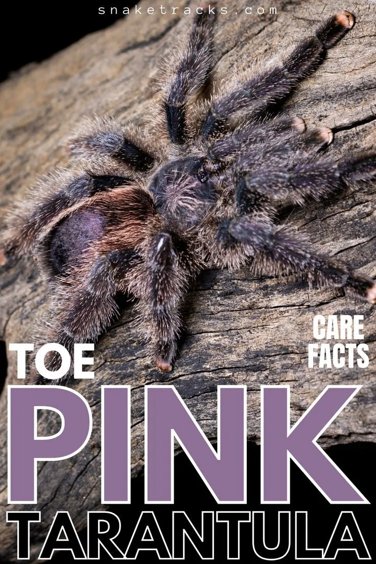 23880 pink tarantula comparison