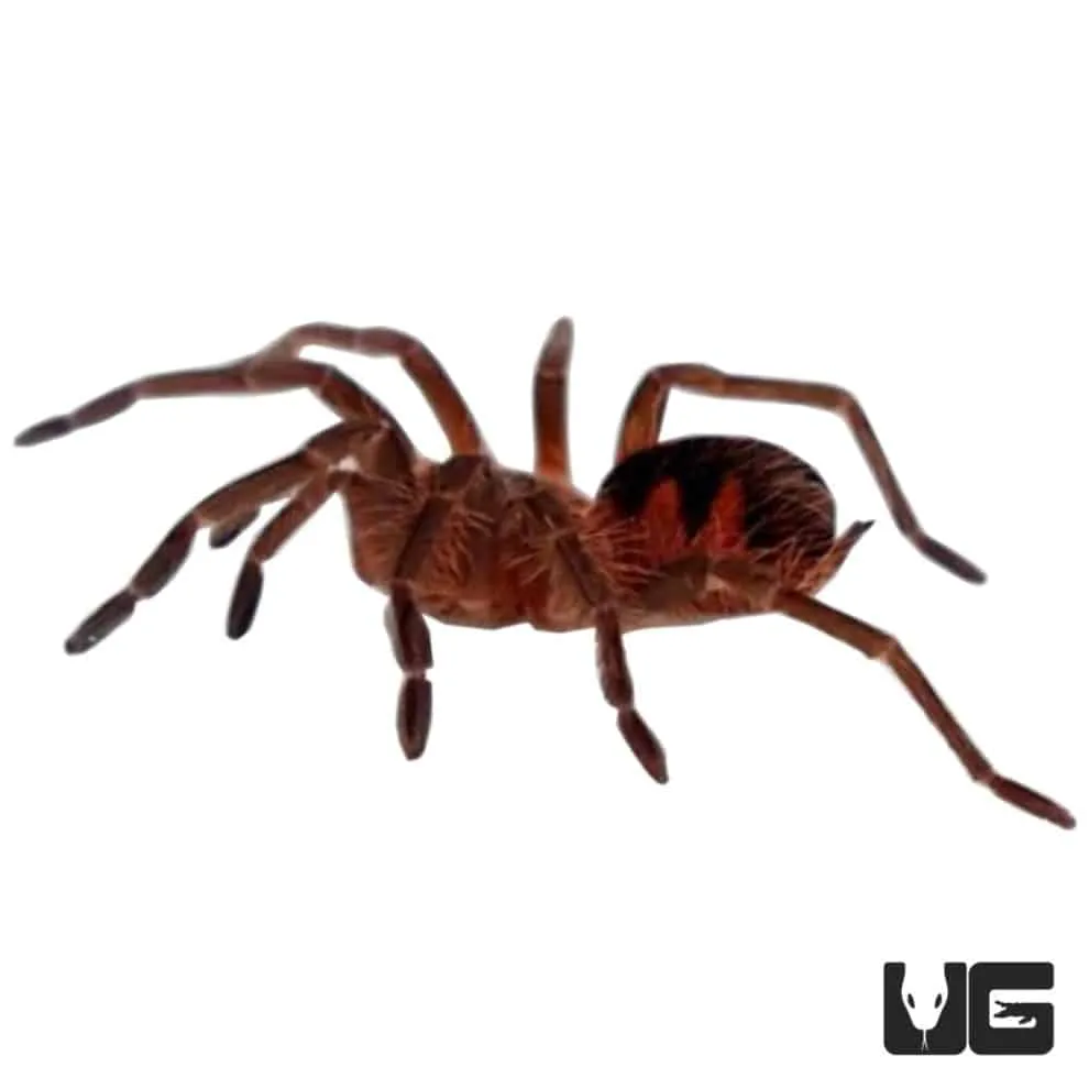 23880 pink tarantula enclosure