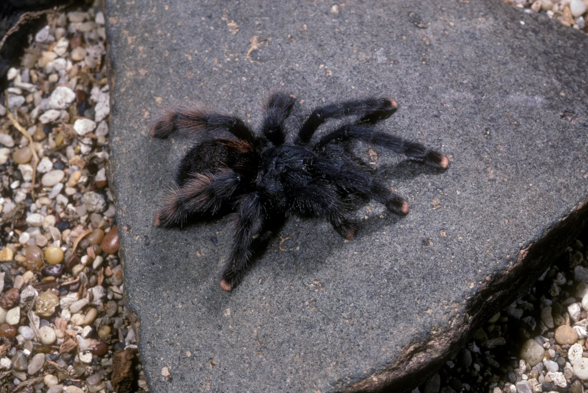 /img/23880-pink-tarantula-healthy.webp