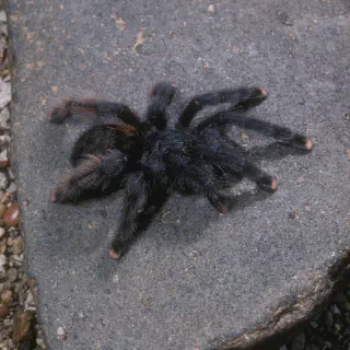 /img/23880-pink-tarantula-healthy.webp