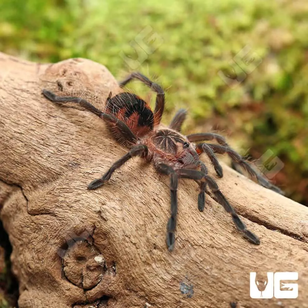 23880 pink tarantula molting