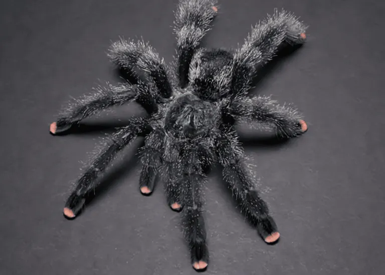 23880 pink tarantula vet
