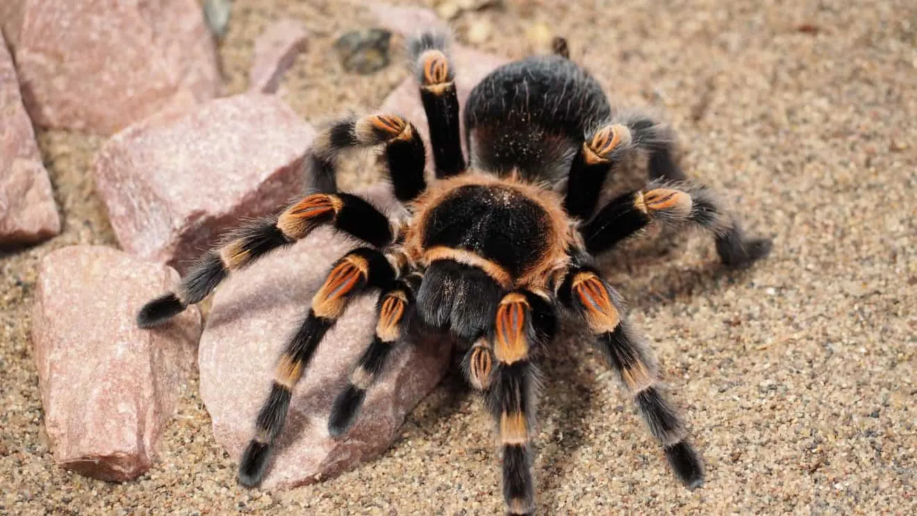23881 tarantula age