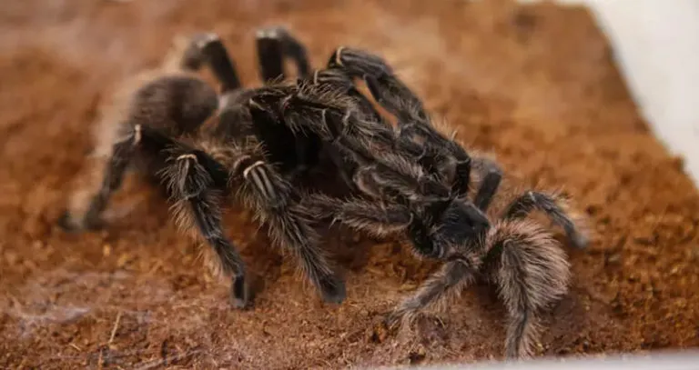 /img/23881-tarantula-habitat.webp