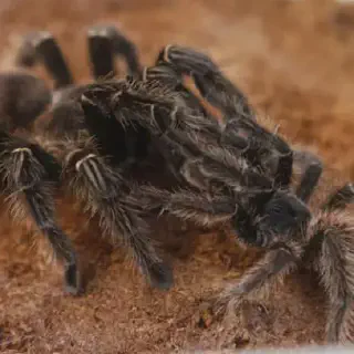 /img/23881-tarantula-habitat.webp