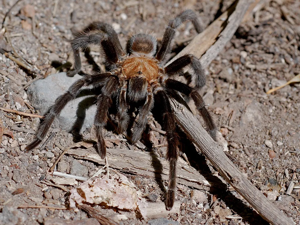 23881 tarantula size