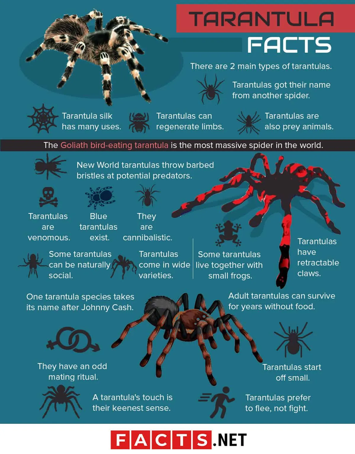 23881 tarantula species