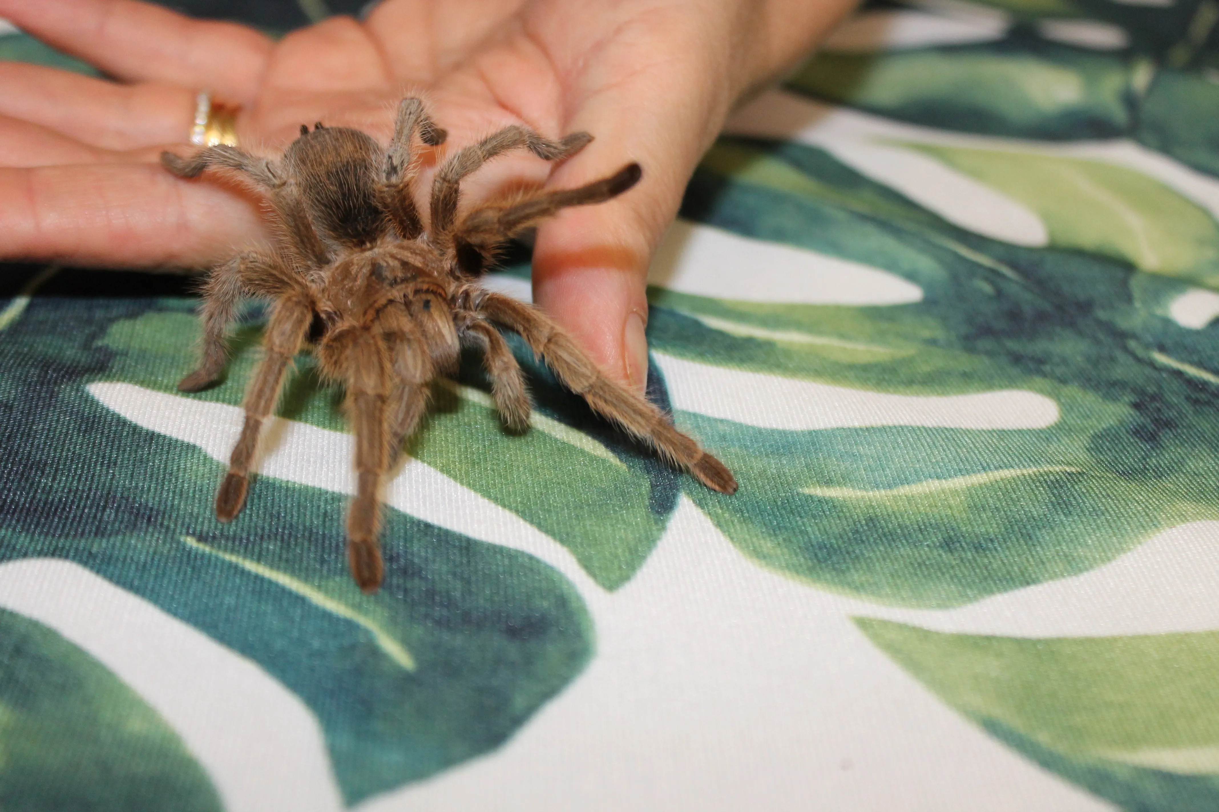 23881 tarantula water