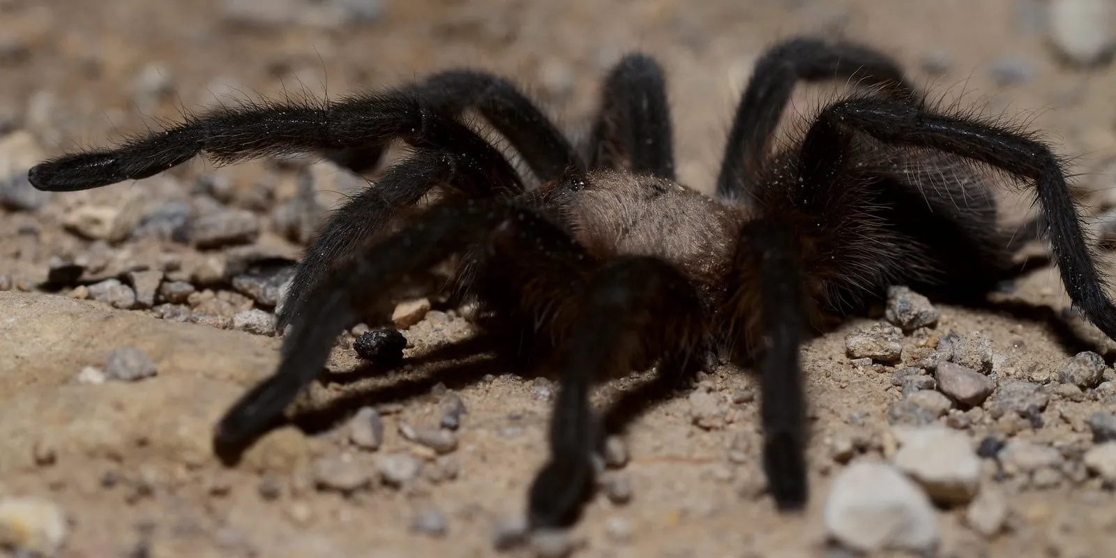23882 tarantula mating