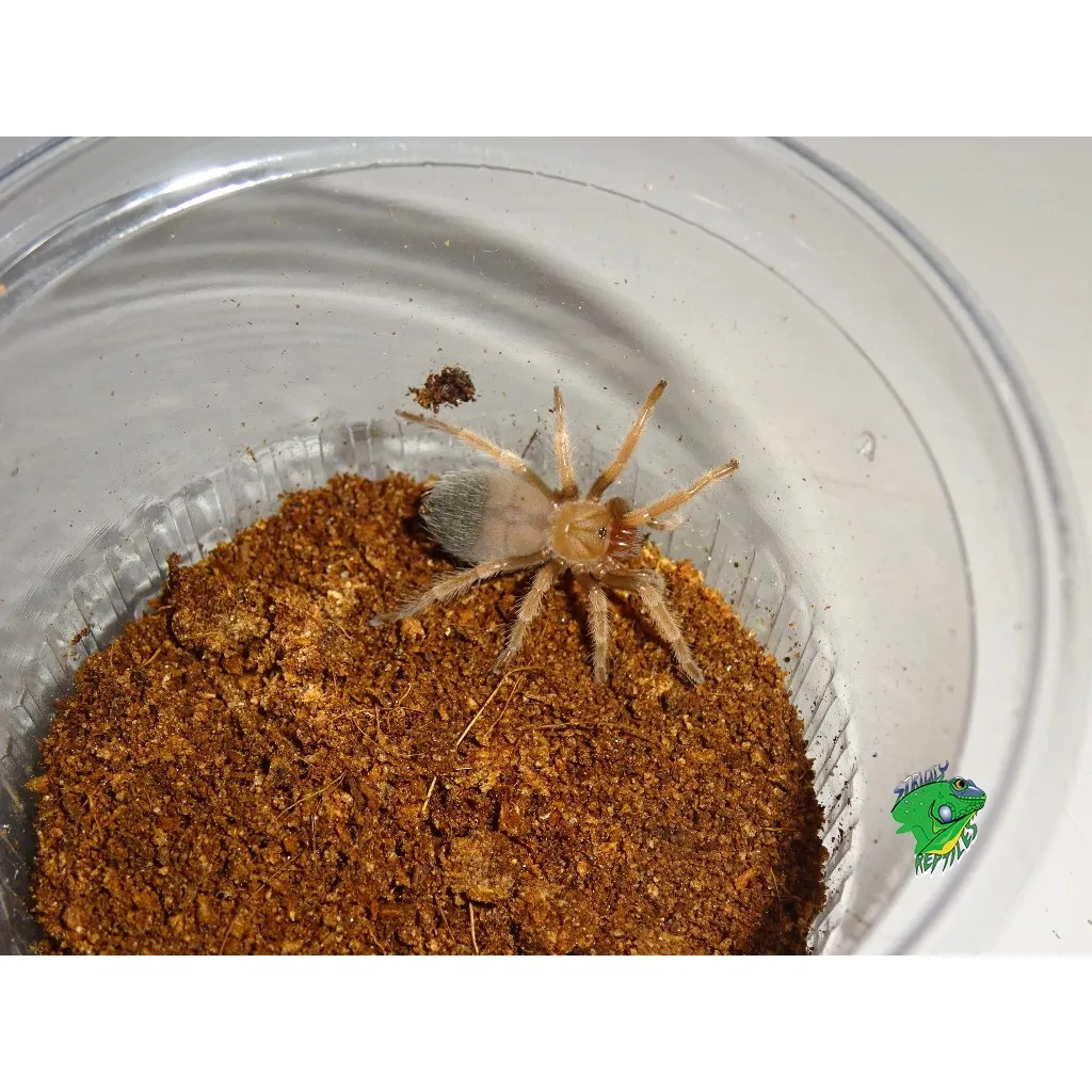 23883 mexican fireleg tarantula healthy