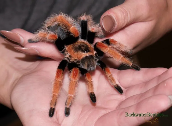 23883 mexican fireleg tarantula looking